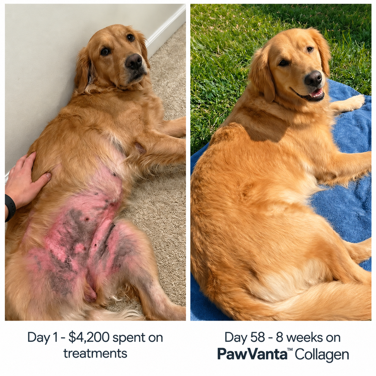 PawVanta™ Premium Liquid Collagen