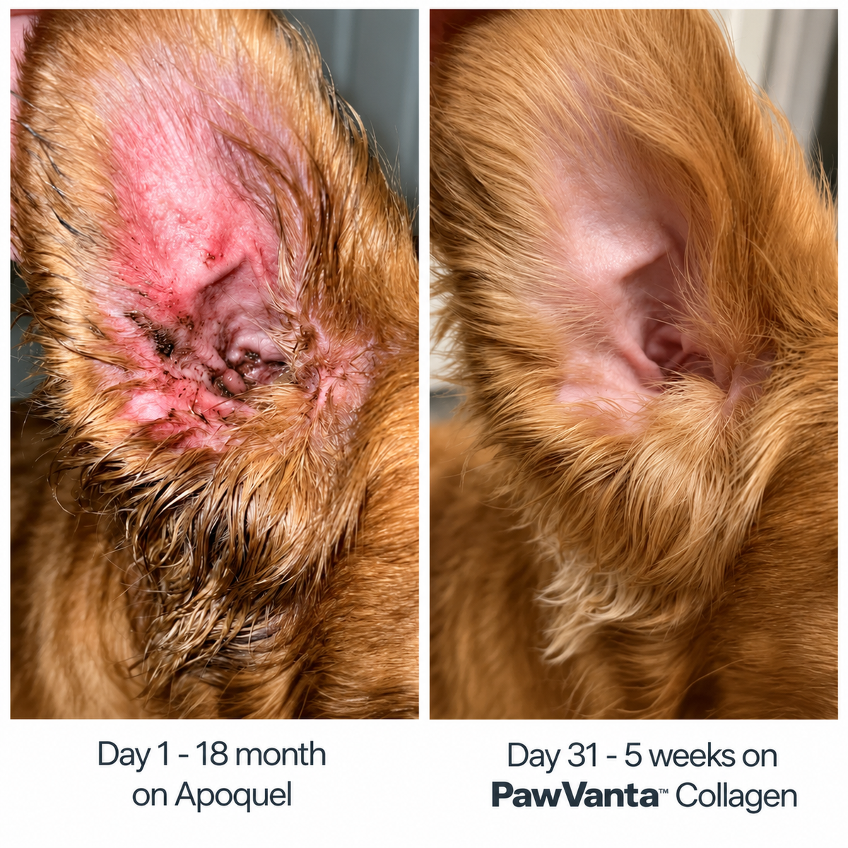 PawVanta™ Premium Liquid Collagen