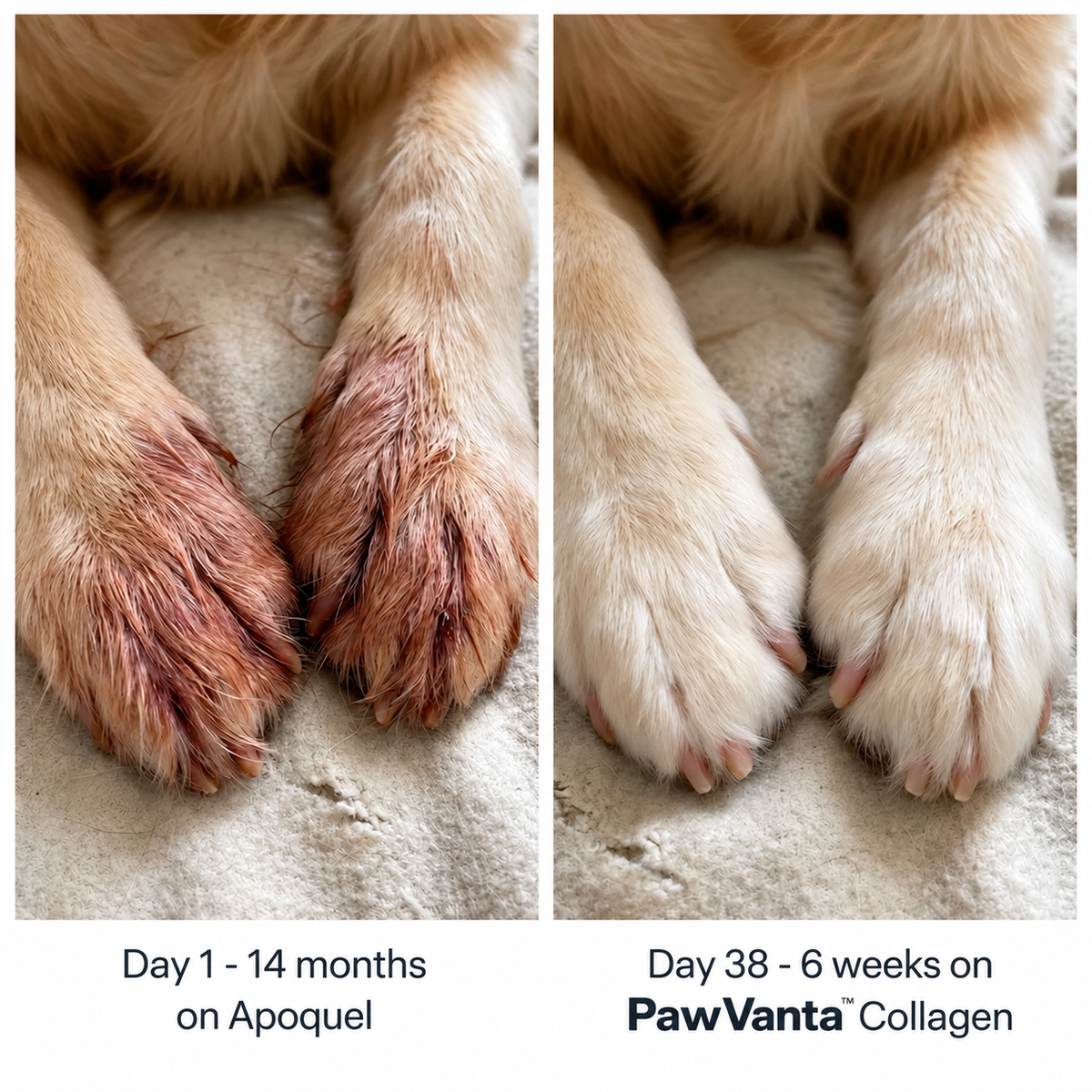 PawVanta™ Premium Liquid Collagen